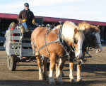Christmas Wagon Rides